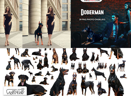 39 تصاویر پوششی سگ دوبرمن - 39 Doberman Photo Overlays